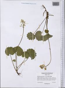 Micranthes nelsoniana var. insularis (Hultén) Gornall & H. Ohba, America (AMER) (United States)