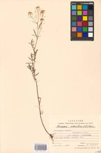 Rorippa sylvestris (L.) Besser, Eastern Europe, Moscow region (E4a) (Russia)