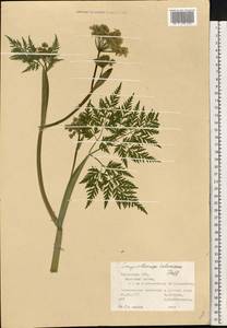 Conioselinum tataricum Hoffm., Eastern Europe, Middle Volga region (E8) (Russia)