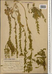 Lepidium campestre (L.) W.T.Aiton, Caucasus, Azerbaijan (K6) (Azerbaijan)