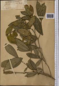 Rudgea coriacea (Spreng.) K.Schum., America (AMER) (Brazil)