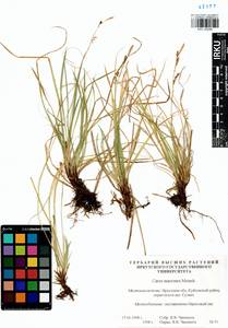 Carex pediformis var. macroura (Meinsh.) Kük., Siberia, Baikal & Transbaikal region (S4) (Russia)
