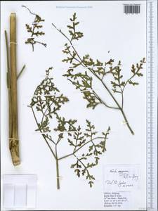 Ferula songarica Pall. ex Schult., South Asia, South Asia (Asia outside ex-Soviet states and Mongolia) (ASIA) (China)