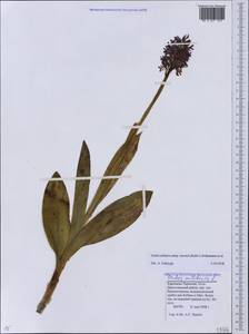 Orchis militaris subsp. stevenii (Rchb.f.) B.Baumann & al., Caucasus, Stavropol Krai, Karachay-Cherkessia & Kabardino-Balkaria (K1b) (Russia)