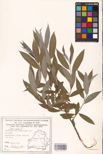 Salix alba L., Eastern Europe, Belarus (E3a) (Belarus)