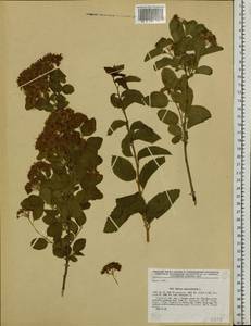 Spiraea chamaedryfolia L., Siberia, Western Siberia (S1) (Russia)