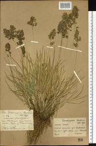 Deschampsia koelerioides Regel, Middle Asia, Dzungarian Alatau & Tarbagatai (M5) (Kazakhstan)