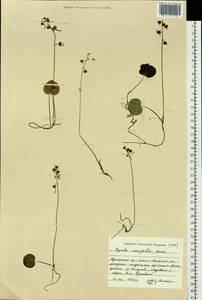 Pyrola renifolia Maxim., Siberia, Russian Far East (S6) (Russia)