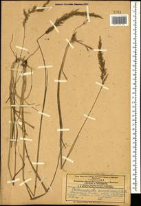 Calamagrostis arundinacea (L.) Roth, Caucasus, Azerbaijan (K6) (Azerbaijan)