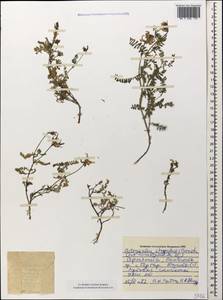 Astragalus shagalensis Grossh., Caucasus, Armenia (K5) (Armenia)