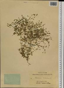 Mesostemma dichotomum (L.) Arabi, Rabeler & Zarre, Siberia, Altai & Sayany Mountains (S2) (Russia)