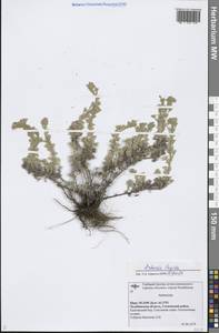 Artemisia frigida Willd., Eastern Europe, Eastern region (E10) (Russia)