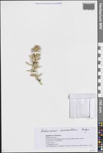 Halimocnemis macranthera Bunge, Middle Asia, Syr-Darian deserts & Kyzylkum (M7) (Uzbekistan)