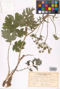 Heracleum sphondylium subsp. sibiricum (L.) Simonk., Eastern Europe, Moscow region (E4a) (Russia)