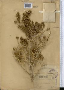 Seidlitzia rosmarinus Ehrenb. ex Boiss., Middle Asia, Karakum (M6) (Turkmenistan)