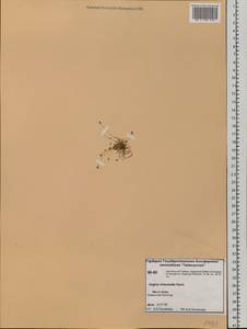 Sagina nivalis (Lindblad) Fr., Siberia, Central Siberia (S3) (Russia)