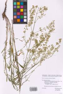 Silene borysthenica (Gruner) Walters, Eastern Europe, Central forest-and-steppe region (E6) (Russia)