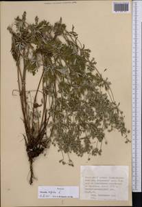 Potentilla argentea L., Middle Asia, Dzungarian Alatau & Tarbagatai (M5) (Kazakhstan)