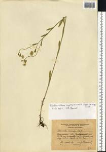 Erigeron annuus (L.) Pers., Eastern Europe, Central region (E4) (Russia)