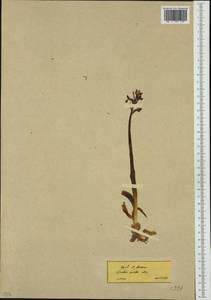 Anacamptis morio subsp. picta (Loisel.) Jacquet & Scappat., Western Europe (EUR) (Greece)