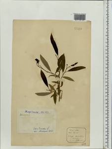 Salix triandra L., Eastern Europe, Northern region (E1) (Russia)