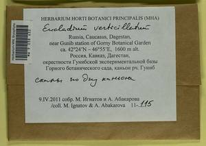 Eucladium verticillatum (With.) Bruch & Schimp., Bryophytes, Bryophytes - North Caucasus & Ciscaucasia (B12) (Russia)