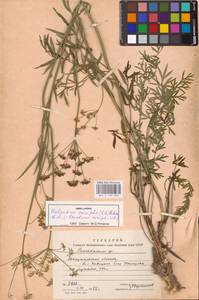 Dichoropetalum carvifolia (Vill.) Pimenov & Kljuykov, Eastern Europe, West Ukrainian region (E13) (Ukraine)