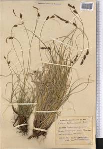 Carex koshewnikowii Litv., Middle Asia, Pamir & Pamiro-Alai (M2) (Kyrgyzstan)