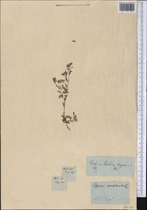 Paronychia canadensis (L.) Alph. Wood, America (AMER) (Canada)