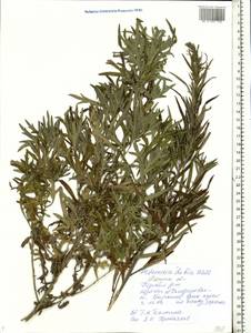 Artemisia dubia Wall. ex Besser, Eastern Europe, Central region (E4) (Russia)