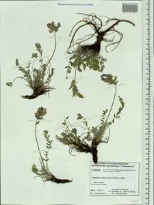Oxytropis adamsiana (Trautv.) Jurtzev, Siberia, Central Siberia (S3) (Russia)