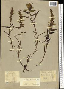 Castilleja pallida var. lapponica (Gand. ex Rebrist.) J.M.Egger, Siberia, Western Siberia (S1) (Russia)
