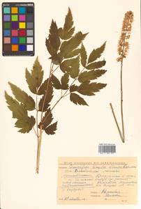 Actaea simplex (DC.) Wormsk. ex Fisch. & C. A. Mey., Siberia, Chukotka & Kamchatka (S7) (Russia)