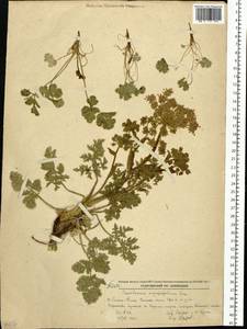 Kitagawia eryngiifolia (Kom.) Pimenov, Siberia, Russian Far East (S6) (Russia)