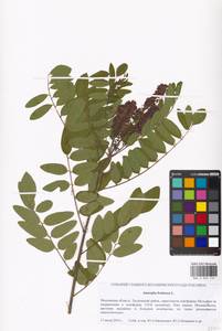 Amorpha fruticosa L., Eastern Europe, Moscow region (E4a) (Russia)