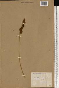 Carex vulpina L., Eastern Europe, Volga-Kama region (E7) (Russia)