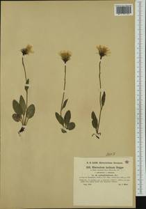 Hieracium pallescens subsp. anthyllidifolium (Murr) Gottschl., Western Europe (EUR) (Austria)