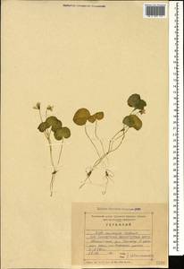 Viola caucasica Kolen. ex Rupr., Caucasus, Stavropol Krai, Karachay-Cherkessia & Kabardino-Balkaria (K1b) (Russia)