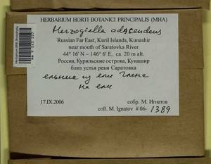 Aquilonium adscendens (Lindb.) Hedenäs, Schlesak & D. Quandt, Bryophytes, Bryophytes - Russian Far East (excl. Chukotka & Kamchatka) (B20) (Russia)