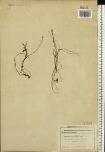 Cuscuta lupuliformis Krock., Eastern Europe, South Ukrainian region (E12) (Ukraine)