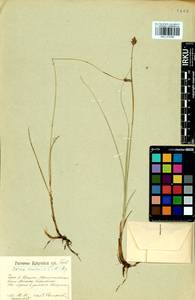 Carex enervis C.A.Mey., Siberia, Baikal & Transbaikal region (S4) (Russia)