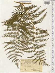 Pteridium aquilinum subsp. aquilinum, Caucasus, Abkhazia (K4a) (Abkhazia)