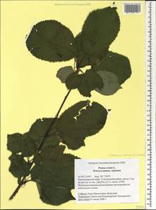 Prunus avium (L.) L., Caucasus, Black Sea Shore (from Novorossiysk to Adler) (K3) (Russia)