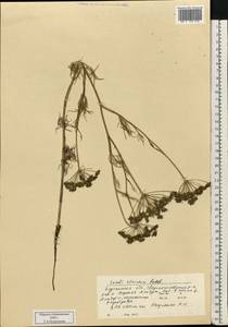 Seseli strictum Ledeb., Siberia, Western Siberia (S1) (Russia)