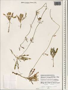 Launaea sarmentosa (Willd.) Sch. Bip. ex Kuntze, South Asia, South Asia (Asia outside ex-Soviet states and Mongolia) (ASIA) (Maldives)