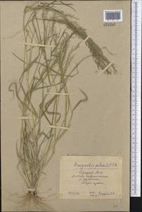 Eragrostis pilosa (L.) P.Beauv., Middle Asia, Pamir & Pamiro-Alai (M2) (Tajikistan)
