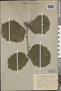 Corylus avellana L., Caucasus, Krasnodar Krai & Adygea (K1a) (Russia)