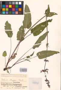 MHA 0 156 364, Salvia dumetorum Andrz. ex Besser, Eastern Europe, Lower Volga region (E9) (Russia)