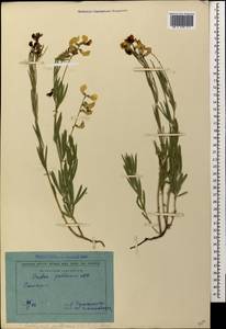 Lathyrus pallescens (M.Bieb.) K.Koch, Caucasus, Georgia (K4) (Georgia)