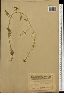 Sisymbrium loeselii L., Caucasus, Armenia (K5) (Armenia)